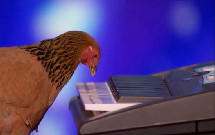 When A Chicken Plays The Piano Better Than You